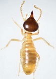 conehead termites