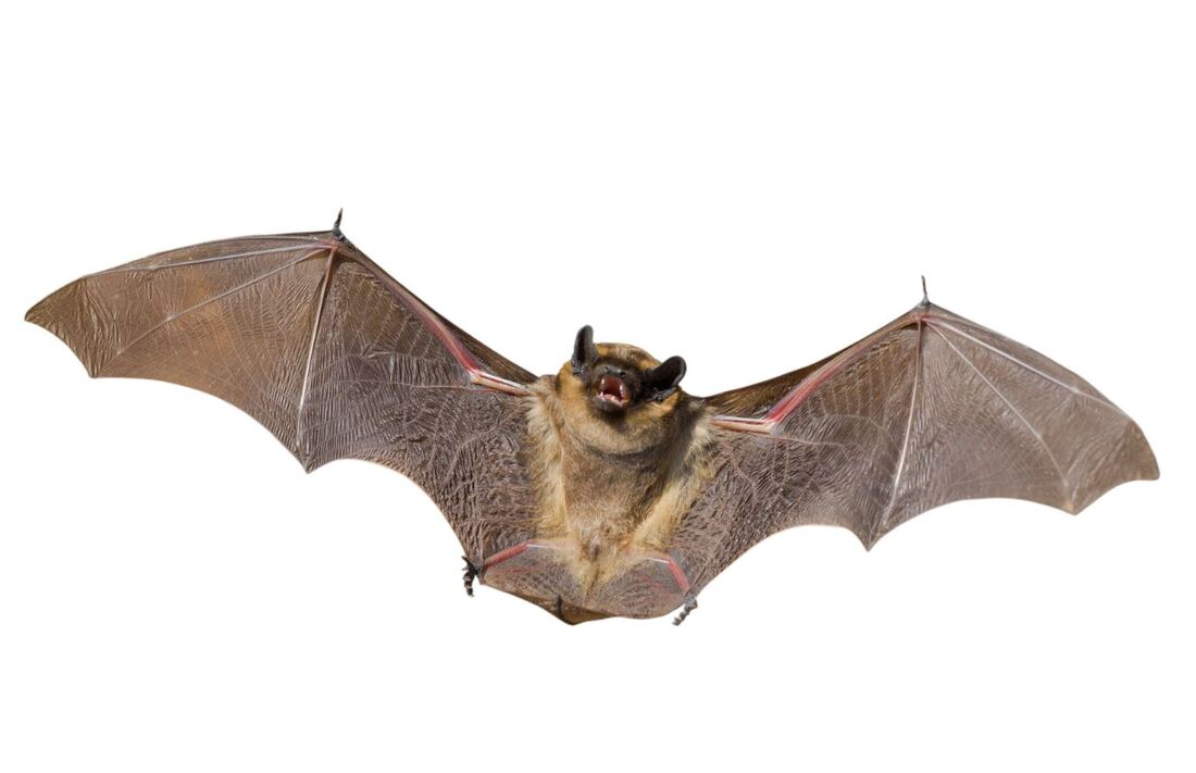 bat removal albany ny
