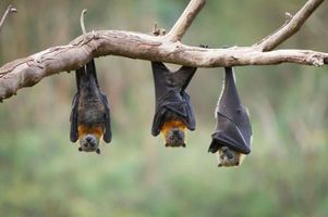 bat removal methods