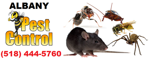 Albany Pest Control | Bug & Wildlife Exterminators in Albany, NY