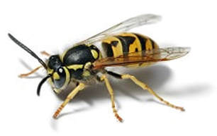 wasp removal services albany ny