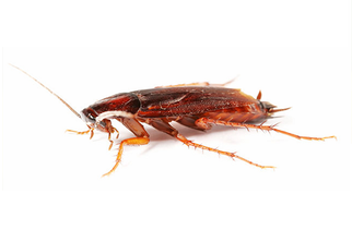 cockroach removal albany ny