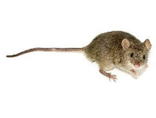 mouse exterminator albany ny