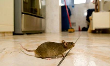 rat removal albany ny